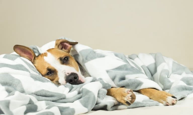 A dog wrapped in a gray-striped blanket lays on their side. They look visibly tired and sick in the eyes.