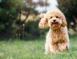 A happy, go lucky puppy runs through a meadow. The grass is short and the dog is brown with slightly curly hair.