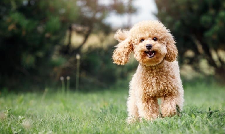A happy, go lucky puppy runs through a meadow. The grass is short and the dog is brown with slightly curly hair.