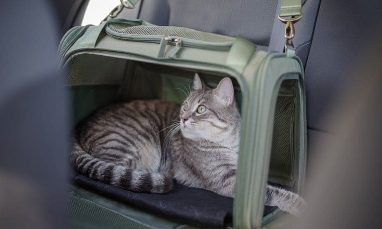 A gray tabby cat resting in an open green pet carrier. The carrier is secured in the backseat of a vehicle.
