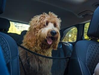 A fluffy doodle-breed dog sitting behind a mesh net in the backseat of a vehicle with people in the front seats.