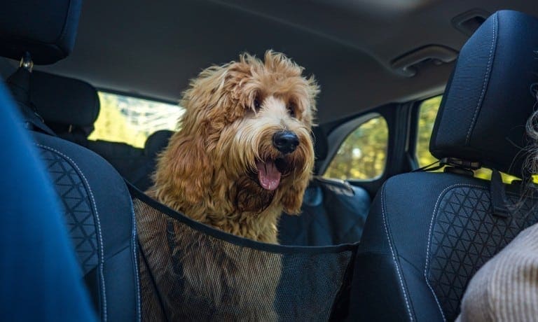 A fluffy doodle-breed dog sitting behind a mesh net in the backseat of a vehicle with people in the front seats.