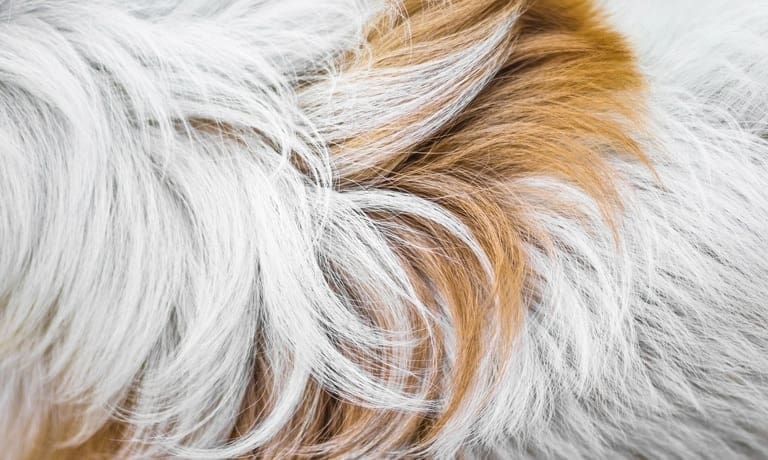 Close-up to the long white messy and tangled fur of an animal with a brown stripe crossing through the middle.