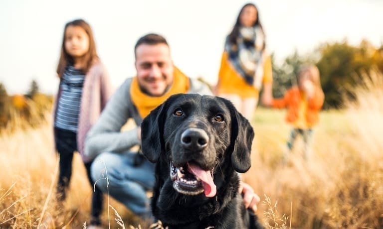 A dog up-close sitting with its tongue hanging out of its mouth. The dog's family is behind it in a blurred view.