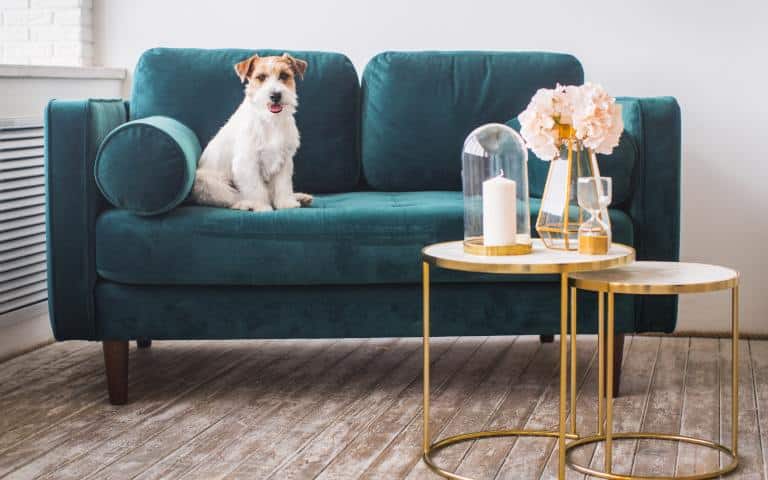 A dog with white hair and floppy ears sitting on a teal couch next to two small coffee tables with gold legs.