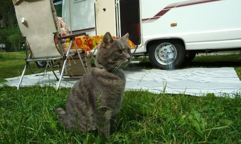 Should You Take Your Cat on an RV Trip? 2 A cat sitting in the grass next to an RV. There is a folding chair set up between the cat and the RV.