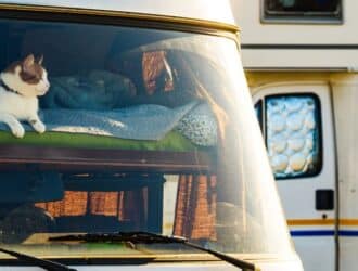 A cat laying on the loft of an RV, looking out the window. There is a second RV parked behind the one the cat is in.