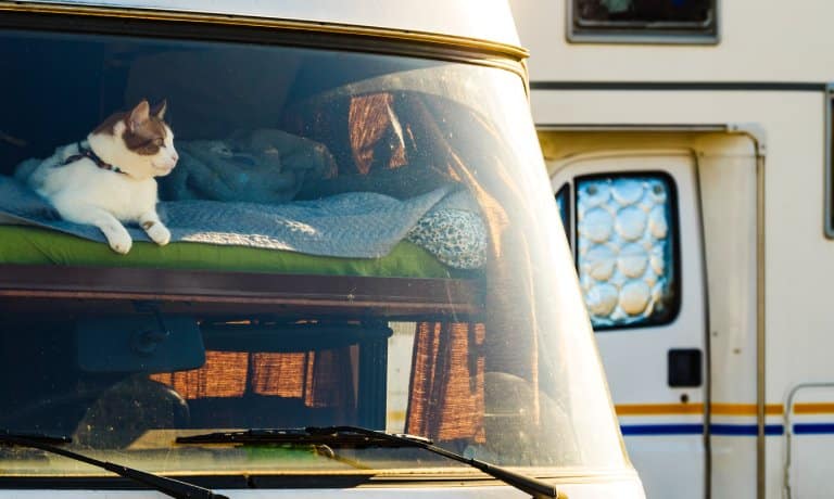 Should You Take Your Cat on an RV Trip? 1 A cat laying on the loft of an RV, looking out the window. There is a second RV parked behind the one the cat is in.