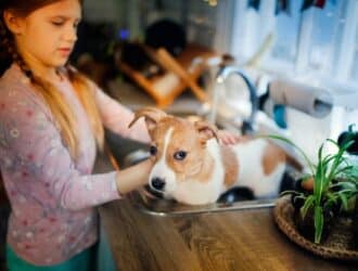 A girl giving a short-haired dog with orange and white spots a bath in a metal kitchen sink.