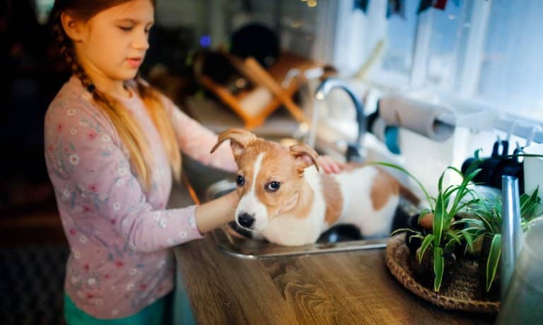 A girl giving a short-haired dog with orange and white spots a bath in a metal kitchen sink.