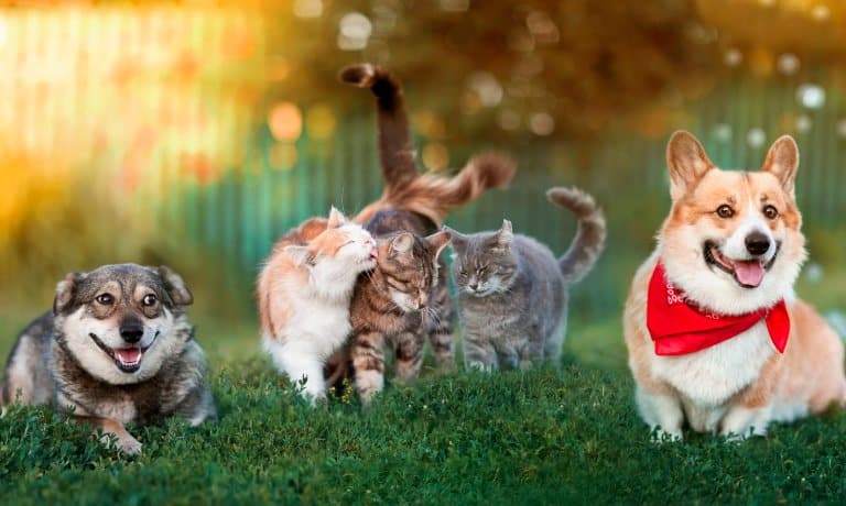 Two corgi dogs and three cats playing in a backyard. One corgi has a red bandana while one cat is grooming another.