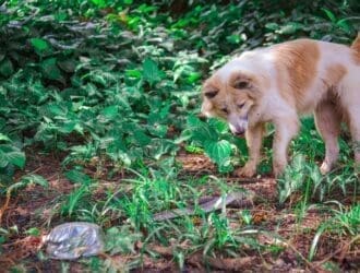 A dog with orange and white coloring fixates on a snake half-camouflaged on the forest floor.