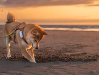 A tan Shiba Inu digging a small hole in the sand at the beach while the sunset colors the clouds in the distance.