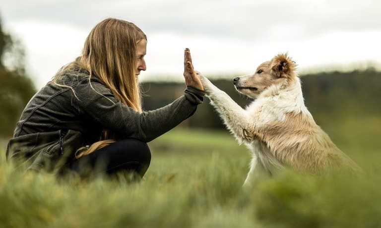 5 Tips for Keeping Hazardous Items Away From Dogs 1 Woman with long hair crouches on grass giving a high five to a fluffy white and tan dog outdoors on a cloudy day.