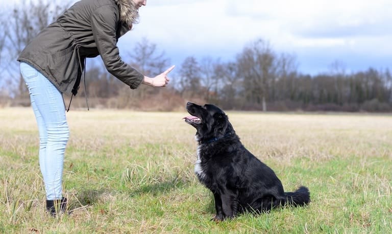 5 Tips for Keeping Hazardous Items Away From Dogs 2 Person in green jacket and jeans points a finger while a large black dog with white chest sits on grass looking up.