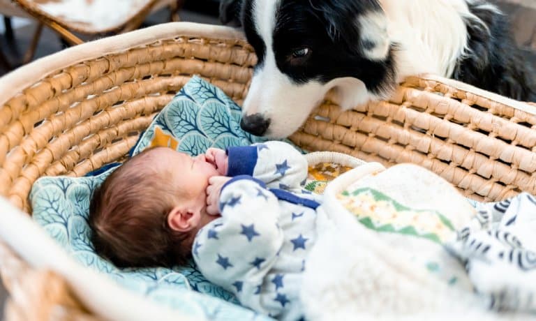 How To Help Your Dog and Baby Get Along Nicely 1 A curious border collie sniffing a newborn, who sleeps on their back under a blanket in a reed bassinet.