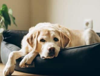 A Labrador Retriever lies on a dark-colored dog bed next to a potted plant. The bed is on a wooden floor.