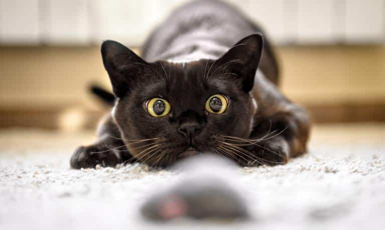 A black cat crouched down and ready to pounce. It is starting at a mouse toy sitting in front of it.