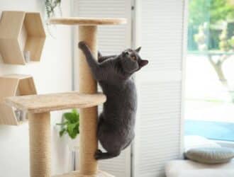 A cat climbing up a cat tree. It is halfway up the post, but seems to have stopped to look at something above it.