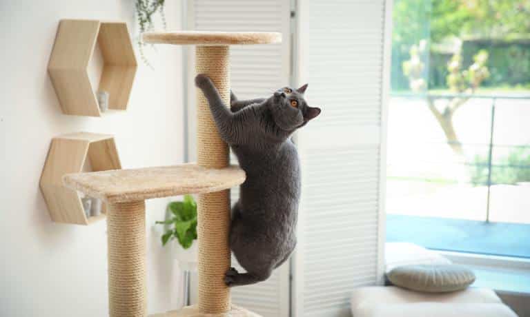 A cat climbing up a cat tree. It is halfway up the post, but seems to have stopped to look at something above it.