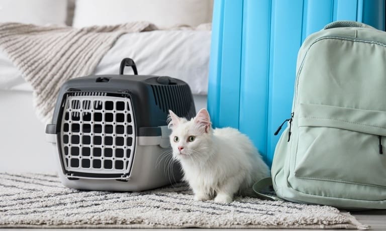 A white cat sitting on a hotel room floor beside its pet carrier, a blue luggage suitcase, and a pale gray-green backpack.