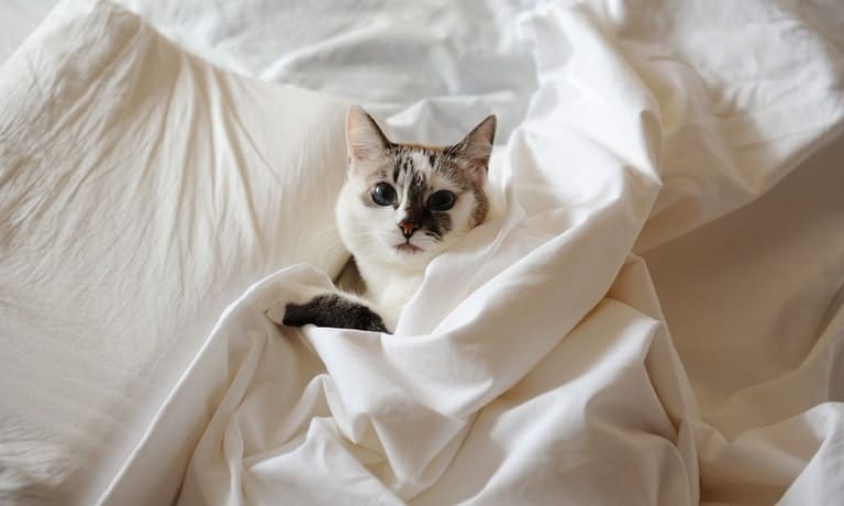A cute cat with white-and-brown markings sitting within the folds of a white hotel blanket while laying on the bed.