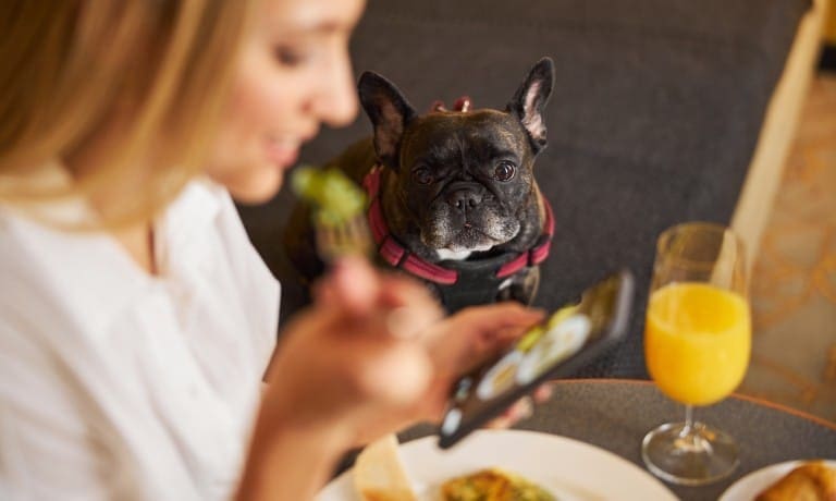 A French bulldog watches its owner eat breakfast at a dining table with orange juice and food plates visible.