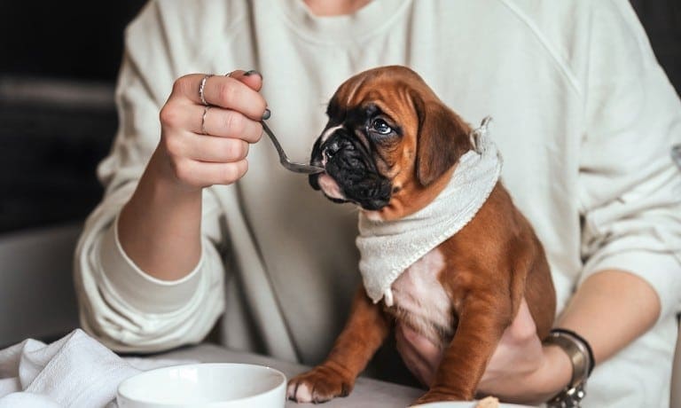A person feeds their boxer puppy from a spoon while the dog wears a white bib during mealtime at home.