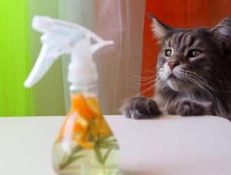 A gray tabby cat with green eyes leans on a white surface containing a bottle full of pet-friendly cleaning solution.