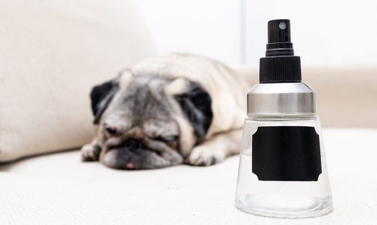 A pug rests on a white couch behind a small pet-safe spray bottle with a black label and a black nozzle.