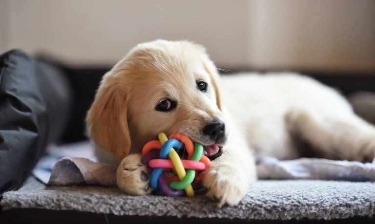 A golden retriever puppy lays on the couch with a colorful, silicone chew toy. The dog chews on the toy.