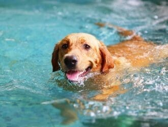 A large golden-furred dog swimming through water. Its wet fur is slicked down and its tongue is hanging out.