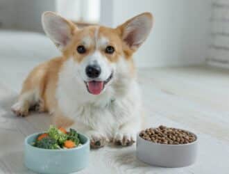 A happy Corgi lies on a wooden floor between two bowls: one with veggies and one with kibble, showcasing pet nutrition.