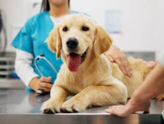 A happy golden retriever puppy on a vet's exam table, with a vet in scrubs and an owner gently interacting.