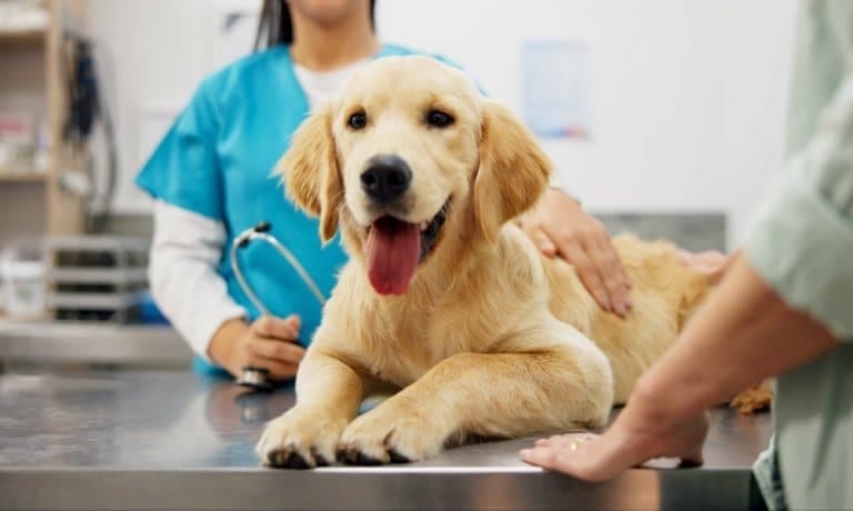 Understanding the Equipment Your Vet Uses 1 A happy golden retriever puppy on a vet's exam table, with a vet in scrubs and an owner gently interacting.
