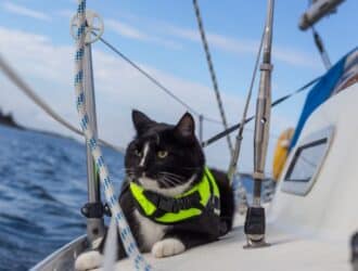 A black and white cat in a neon yellow life jacket lounges on the deck of a sailboat at sea.
