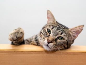 A tabby cat with it's head lying on a piece of wooden furniture and its right paw raised in the air.