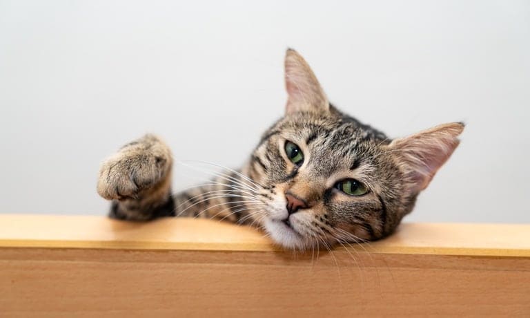 Is Solid Wood Furniture a Good Choice for Pet Owners? 1 A tabby cat with it's head lying on a piece of wooden furniture and its right paw raised in the air.