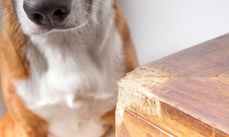 Is Solid Wood Furniture a Good Choice for Pet Owners? 2 A large white-and-brown dog sitting next to a piece of wood furniture with one of the edges chewed up.