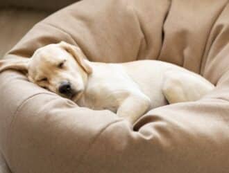 A cute yellow Labrador puppy sleeps on a circular, well-padded dog bed with one ear hanging off the bed.