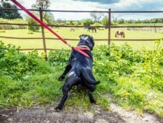 A black dog on a red leash braces and pulls toward grazing horses beyond a fence in a wide green field.