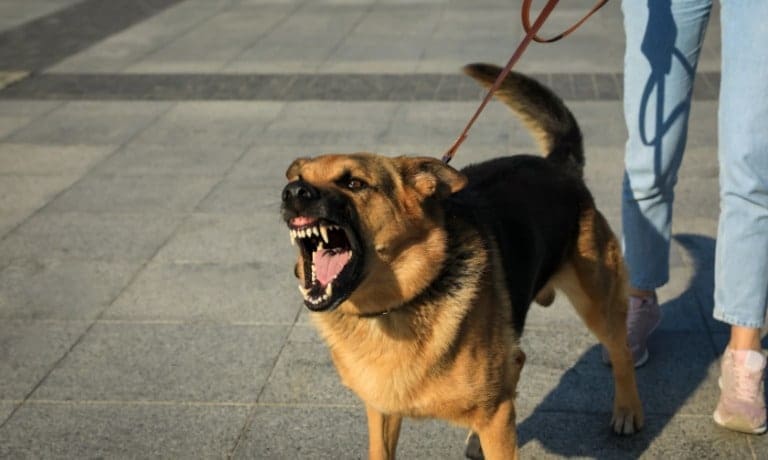 A German shepherd on a leash snarls with teeth bared as its handler in jeans walks behind on a gray paved plaza.