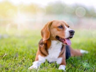 A beagle lies down in a large grassy area. The sun shines down on the dog, which pants as it relaxes.