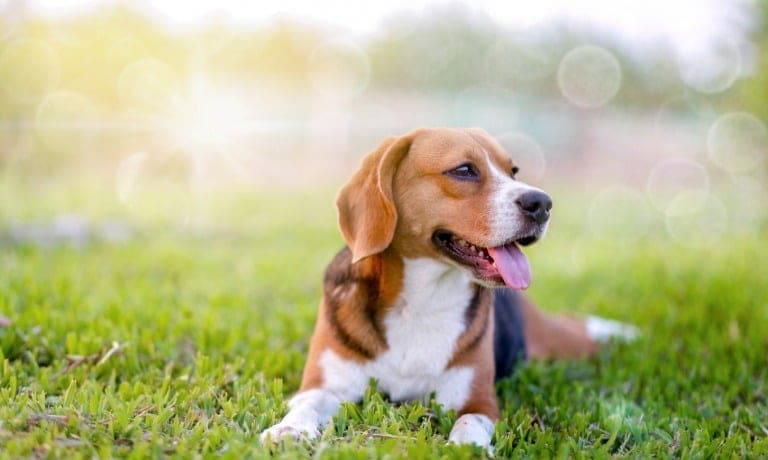 A beagle lies down in a large grassy area. The sun shines down on the dog, which pants as it relaxes.