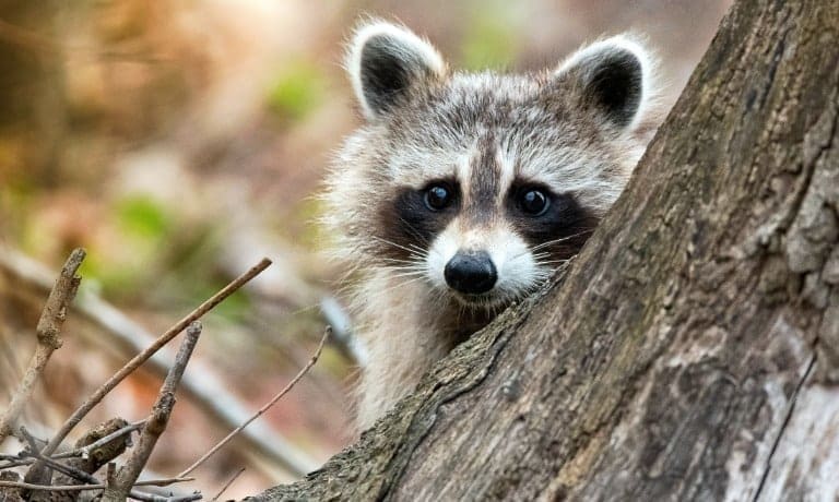 A scared-looking raccoon hides behind a tree during the daytime. Several sticks lie on the ground near the tree.