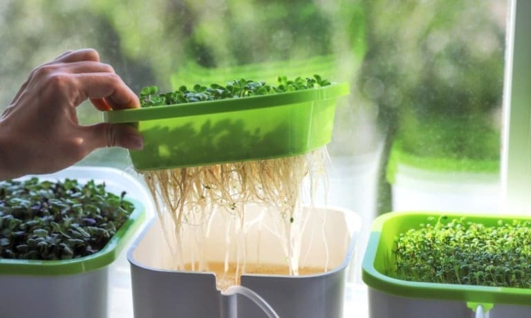 A hand lifting a green tray of hydroponic sprouts, exposing long white roots above a water-filled container by a window.