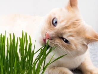 A cream-colored cat with light blue eyes chewing bright green grass sprouts indoors on a soft surface.