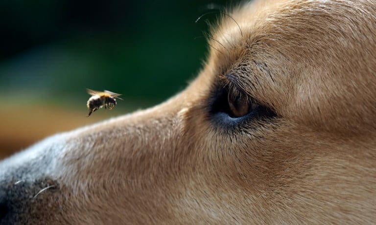 A close view of a wide-eyed dog staring at a flying bumblebee hovering near the tip of its nose outdoors.