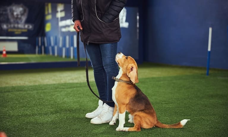 A brown and white dog on a leash sitting and looking up attentively at a person in an indoor facility.