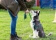 A person training a sitting black and white dog on a leash in a grassy park, holding a treat while the dog looks up.